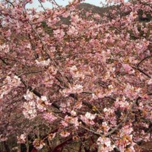 【春の景色】春の時期もおすすめです。見応えある桜をご覧ください。