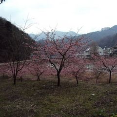 【春の景色】秋の紅葉の景色も良いですが、春の景色もおすすめです。