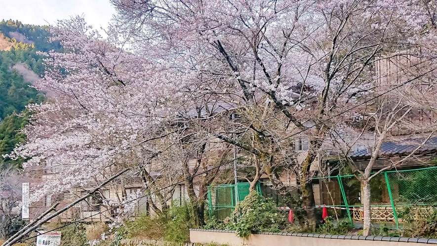 ・何かと節目を迎える春。綺麗に桜が咲き誇ります