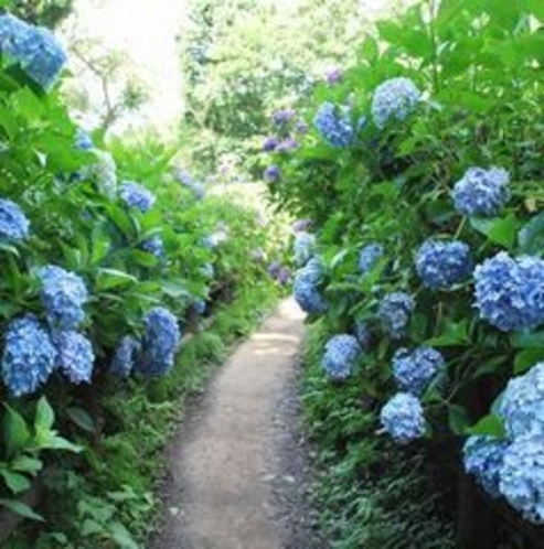 護摩堂山あじさい（山道）