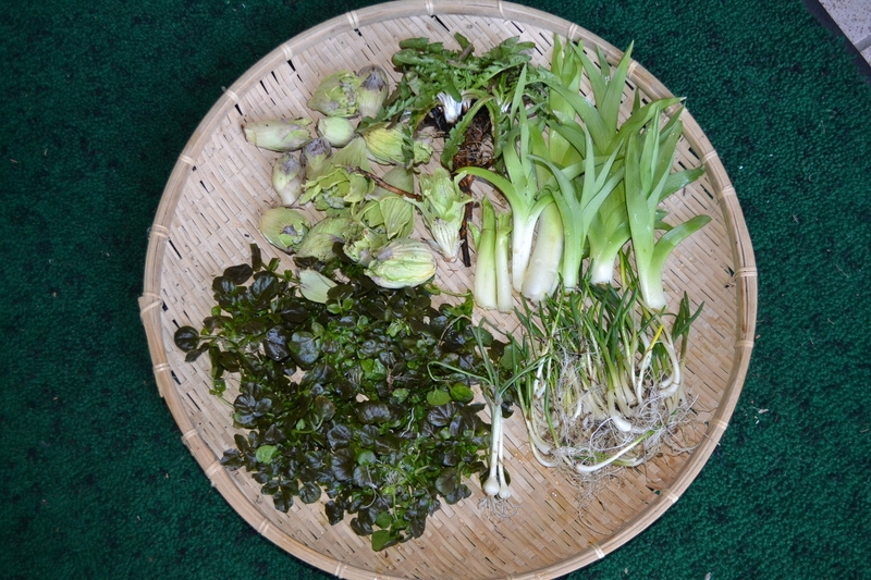 【山菜採りツアー】GWも実施！1450m春の山の恵みを味わいましょう！案内人と一緒なので選別も安心！