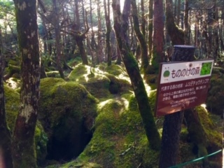 【北八ヶ岳・山歩きプラン】白駒池・高見石・ニュウ・みどり池さらには天狗岳や硫黄岳と八ヶ岳トレッキング