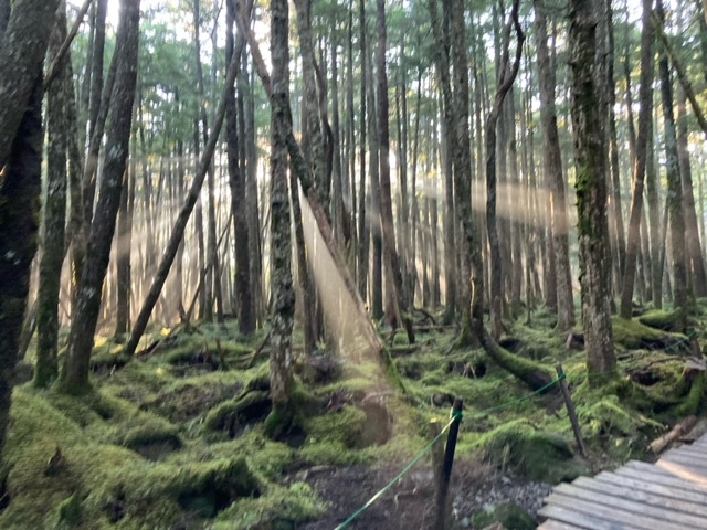 【新緑の旅】爽やかな風！地元食材の評判のお料理に新緑の苔の森と白樺群生林・満天の星空・源泉温泉巡り