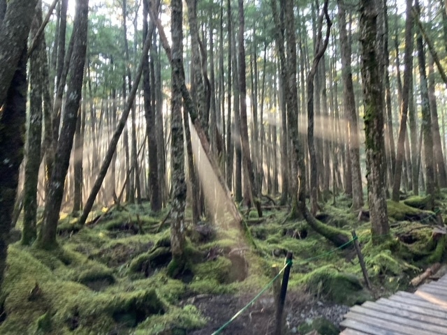 【緑の季節旅】梅雨の遅れで山歩きは今がおすすめ！原生林の苔の森と白樺群生林をお散歩！爽やかな風を体感