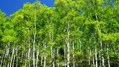 【周辺スポット巡りプラン】早朝の雲海！夜の星空・原生林に囲まれた苔の森と湖・白樺群生林＆ロープウエイ