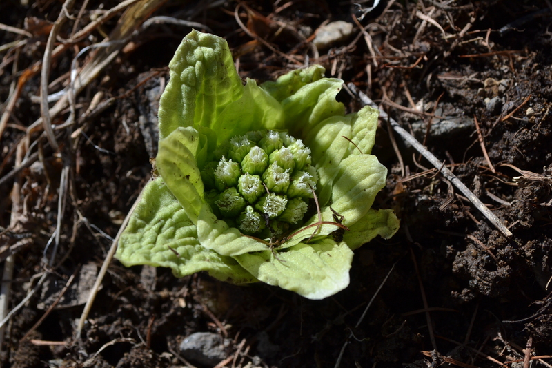 【山菜採りツアー】GWも実施！1450m春の山の恵みを味わいましょう！案内人と一緒なので選別も安心！