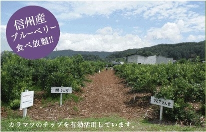 【期間限定・ブルベリー摘みプラン】８月上旬までの美味しいお楽しみ体験！小海線の電車も見れる園です！