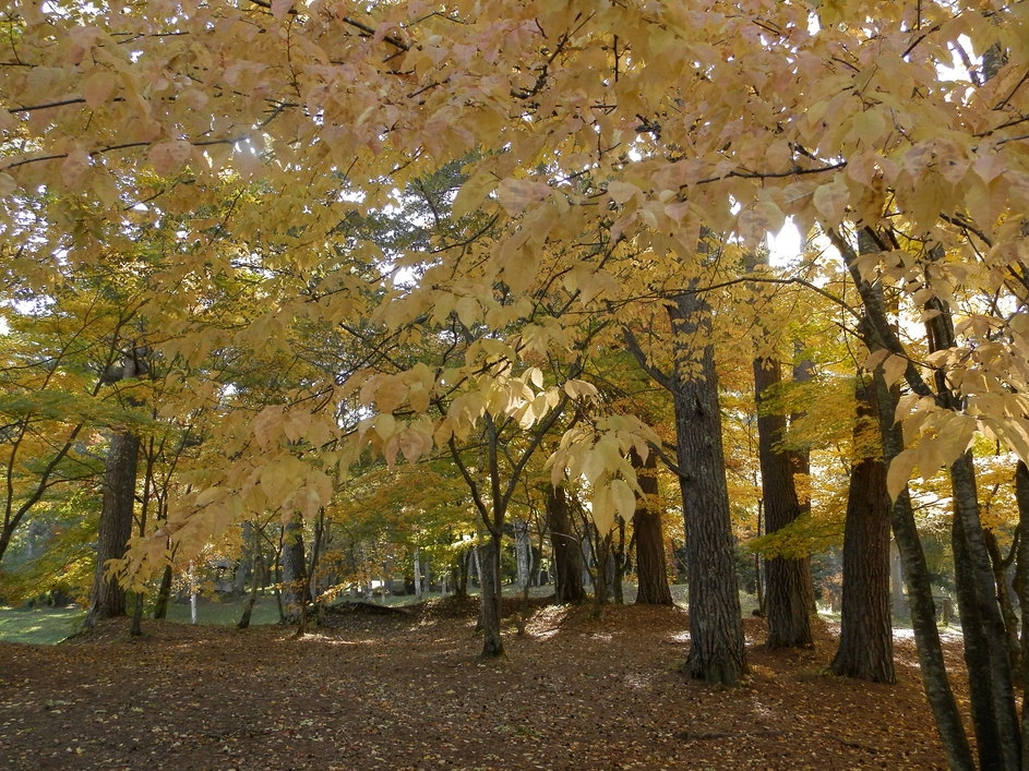 【紅葉情報】北八ヶ岳の紅葉は白駒池の10月上旬から始まり11月上旬まで！朝は雲海、夜は満天の星空も！