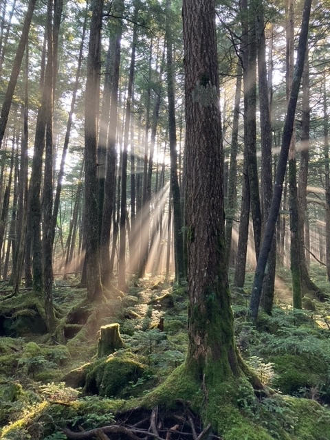 限定！見つけた方ラッキー【6月苔の森シーズン割プラン】原生林の苔の森が一番美しく輝く季節を散策！