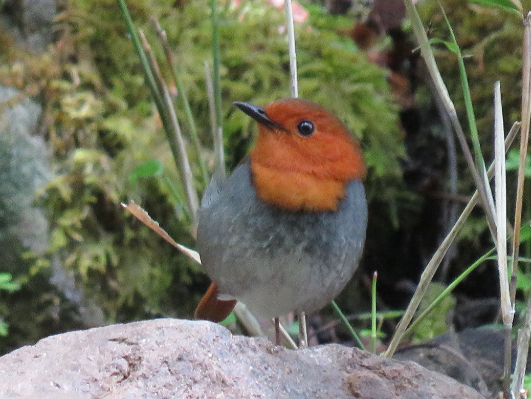【通年スタンダードプラン】地元の美味しい旬な食材のお料理と温泉巡りと満天の星空・Wi-Fi完備です。