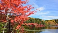 【秋・紅葉の白駒池】１０月上旬・紅葉の名所となった標高２１００mの白駒池の苔の森の紅葉が始まります！