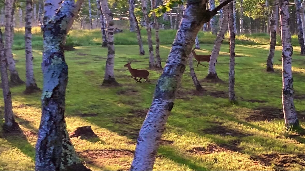 【夏旅・連泊割プラン】2泊以上のお客様対象・標高1450mの自然の涼風・クーラー無しで過ごせる避暑地
