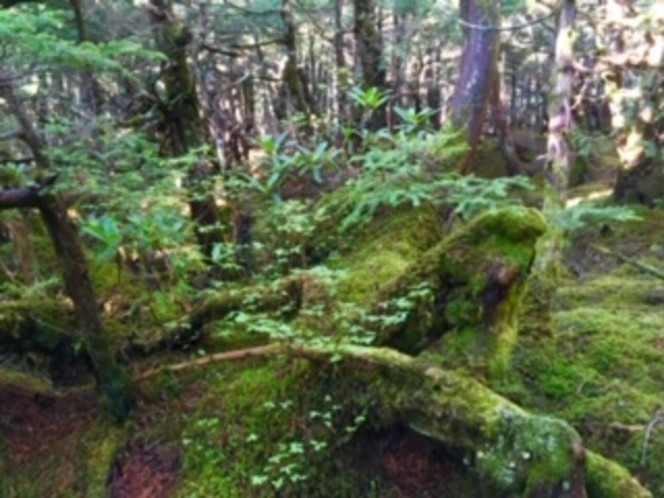 北八ヶ岳の貴重な苔の森は本州の屋久島！？