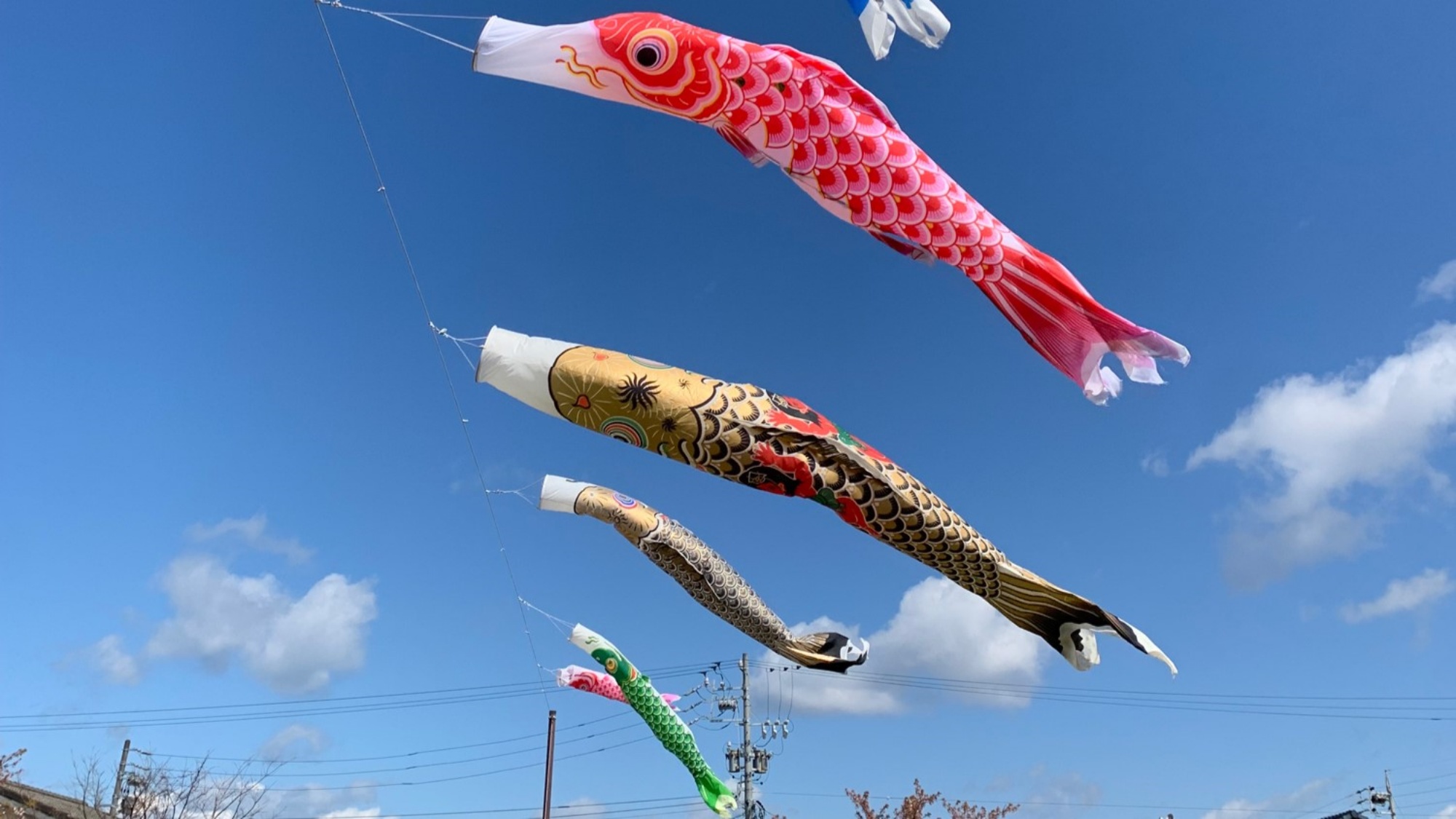免々田川菜の花・さくらまつり　渥美ロータリークラブ内 桜まつり実行委員会