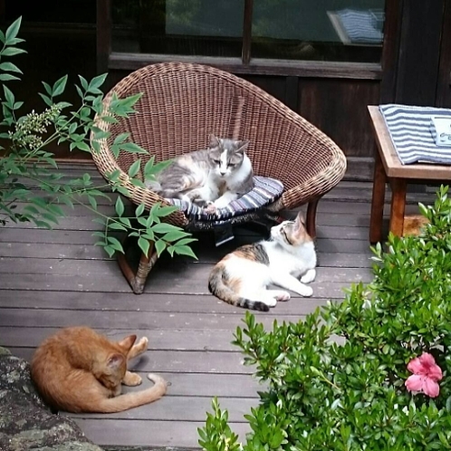 ■猫ちゃんたちが集まる昼下がりの本館角上楼中庭