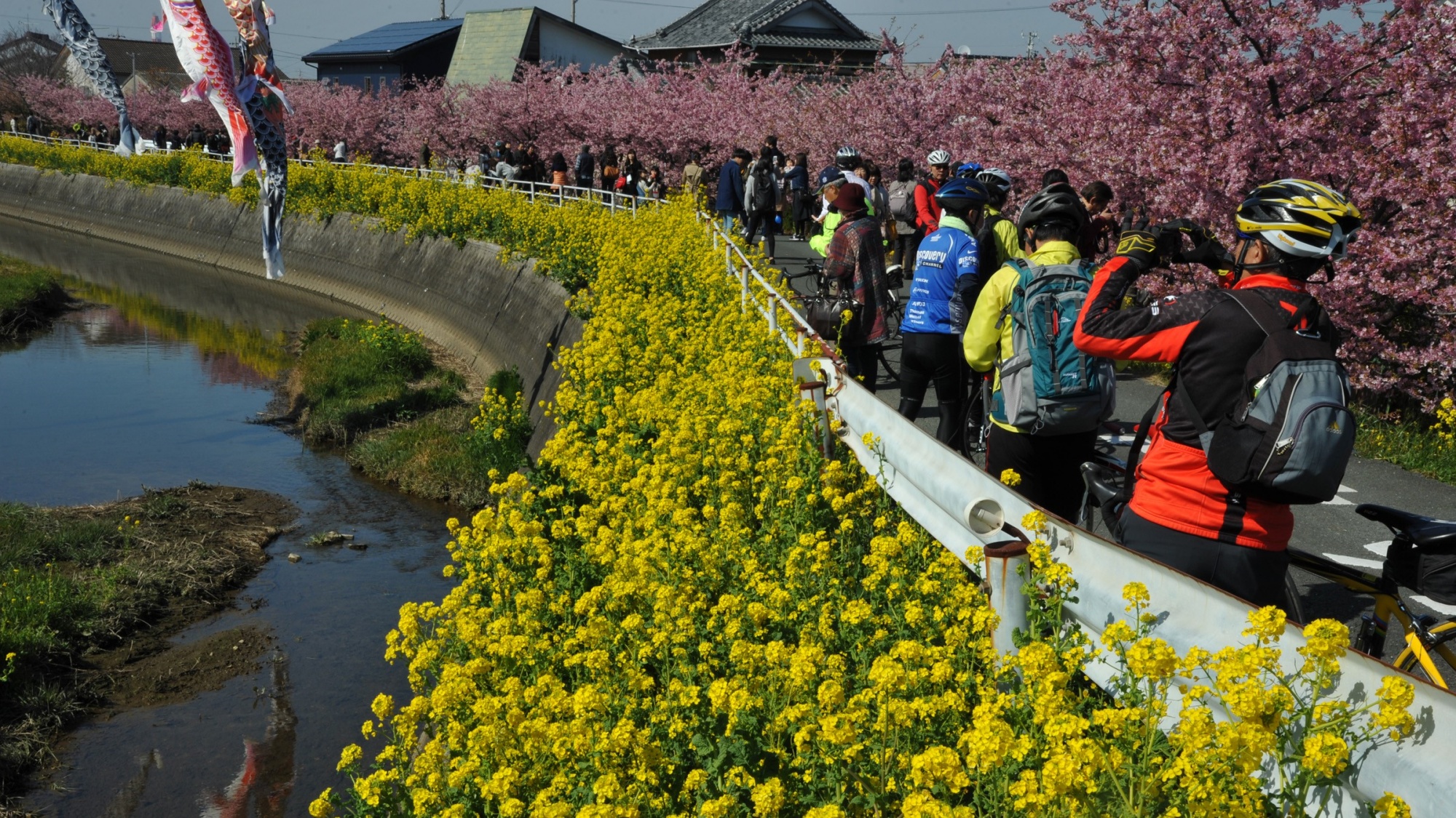 免々田川菜の花・さくらまつり　渥美ロータリークラブ内 桜まつり実行委員会