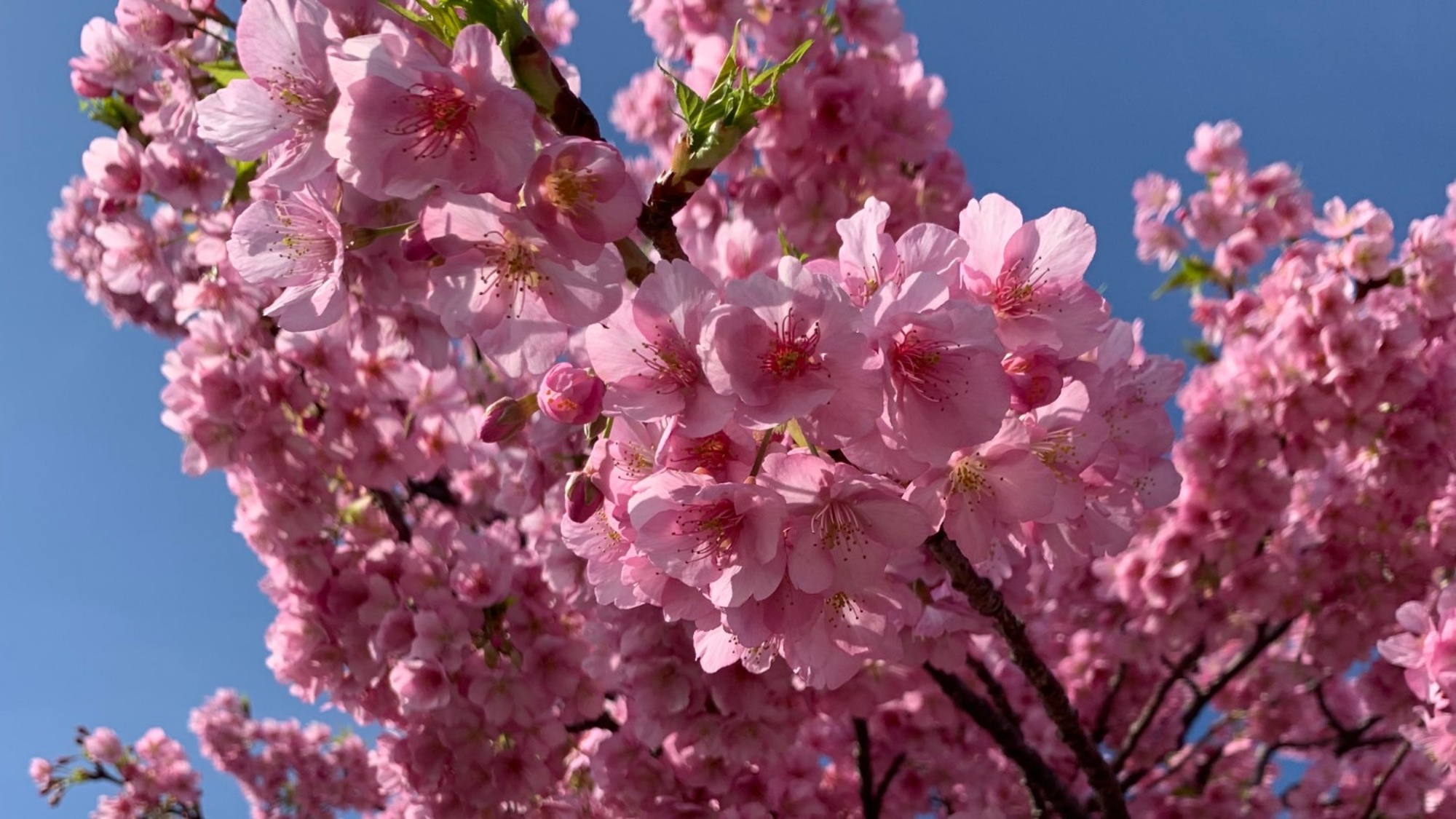 免々田川菜の花・さくらまつり　渥美ロータリークラブ内 桜まつり実行委員会