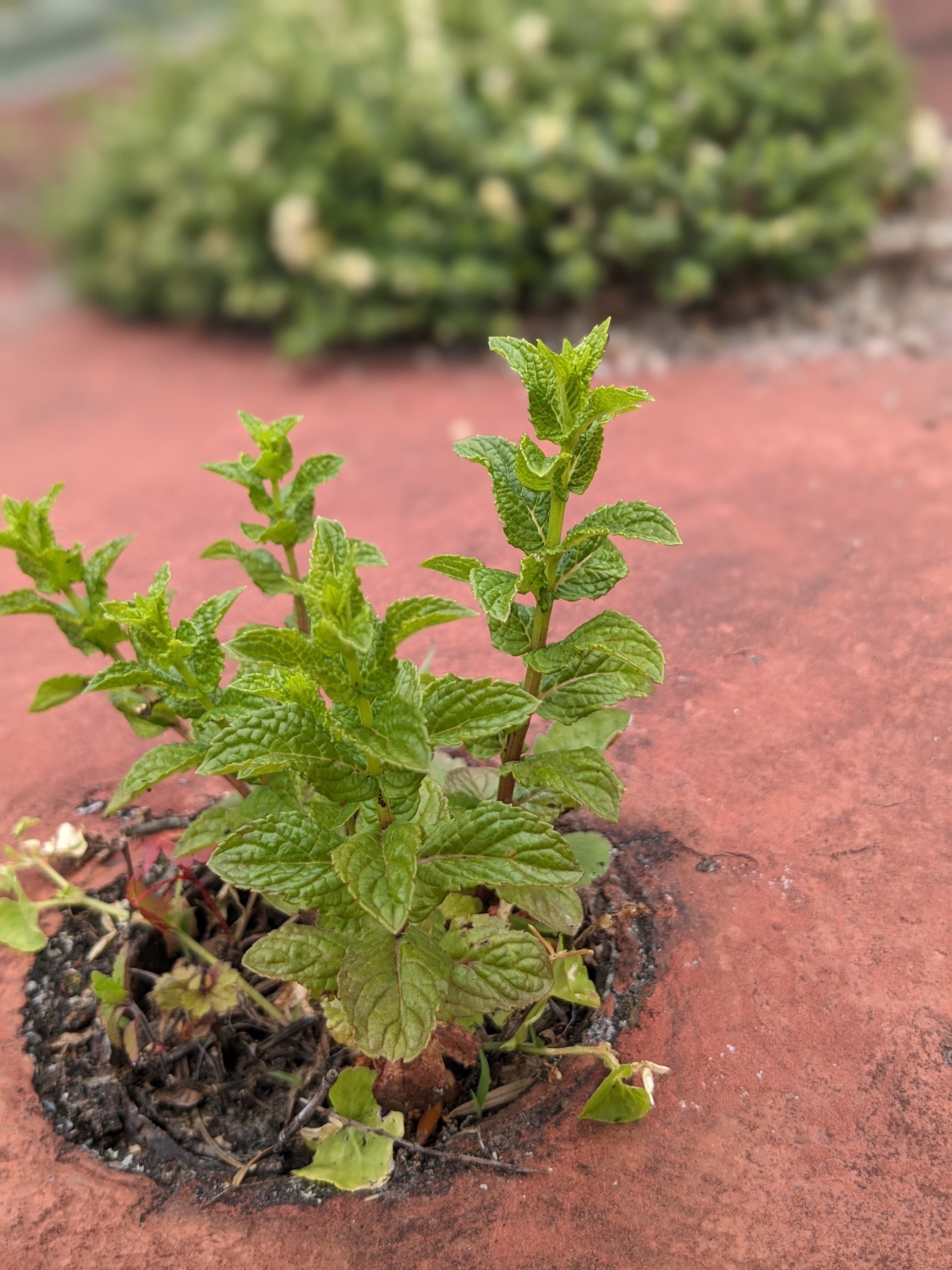 敷地内のハーブたち　ペパーミント