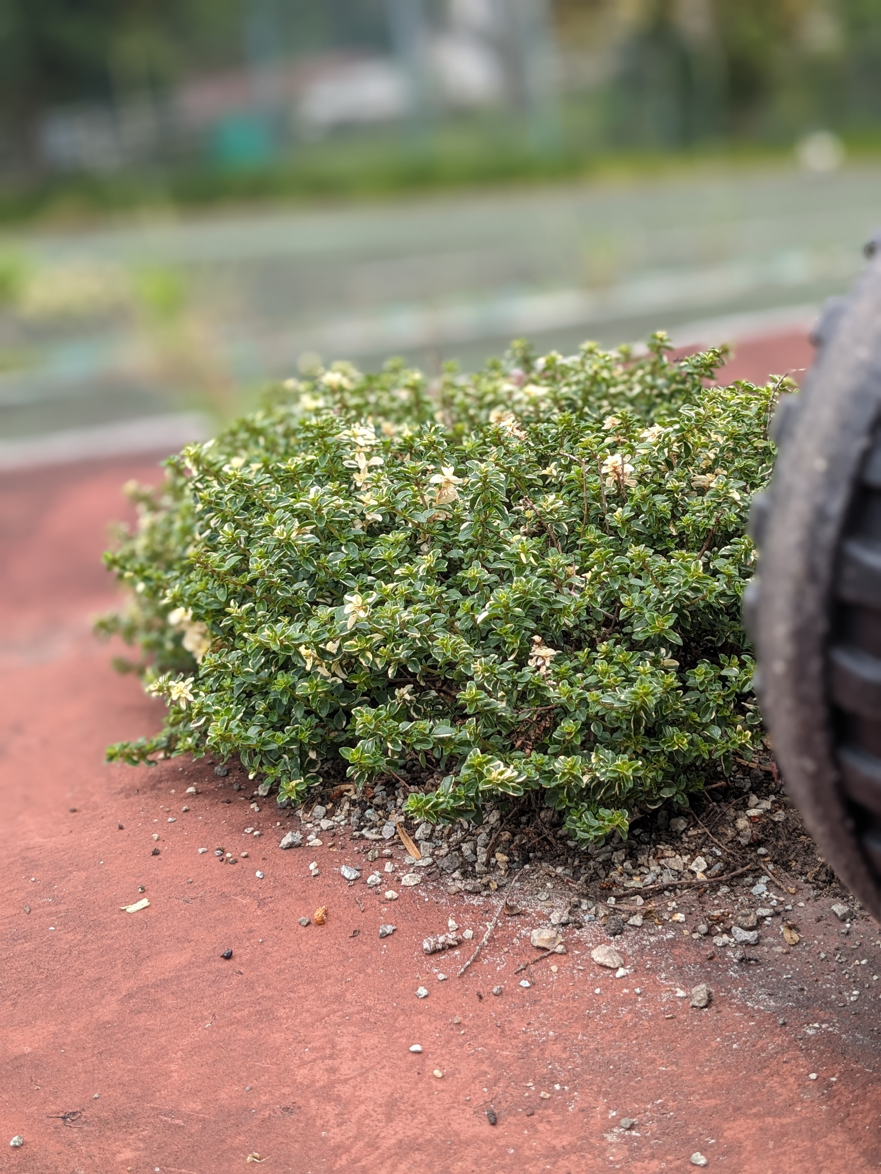 敷地内のハーブたち　タイム