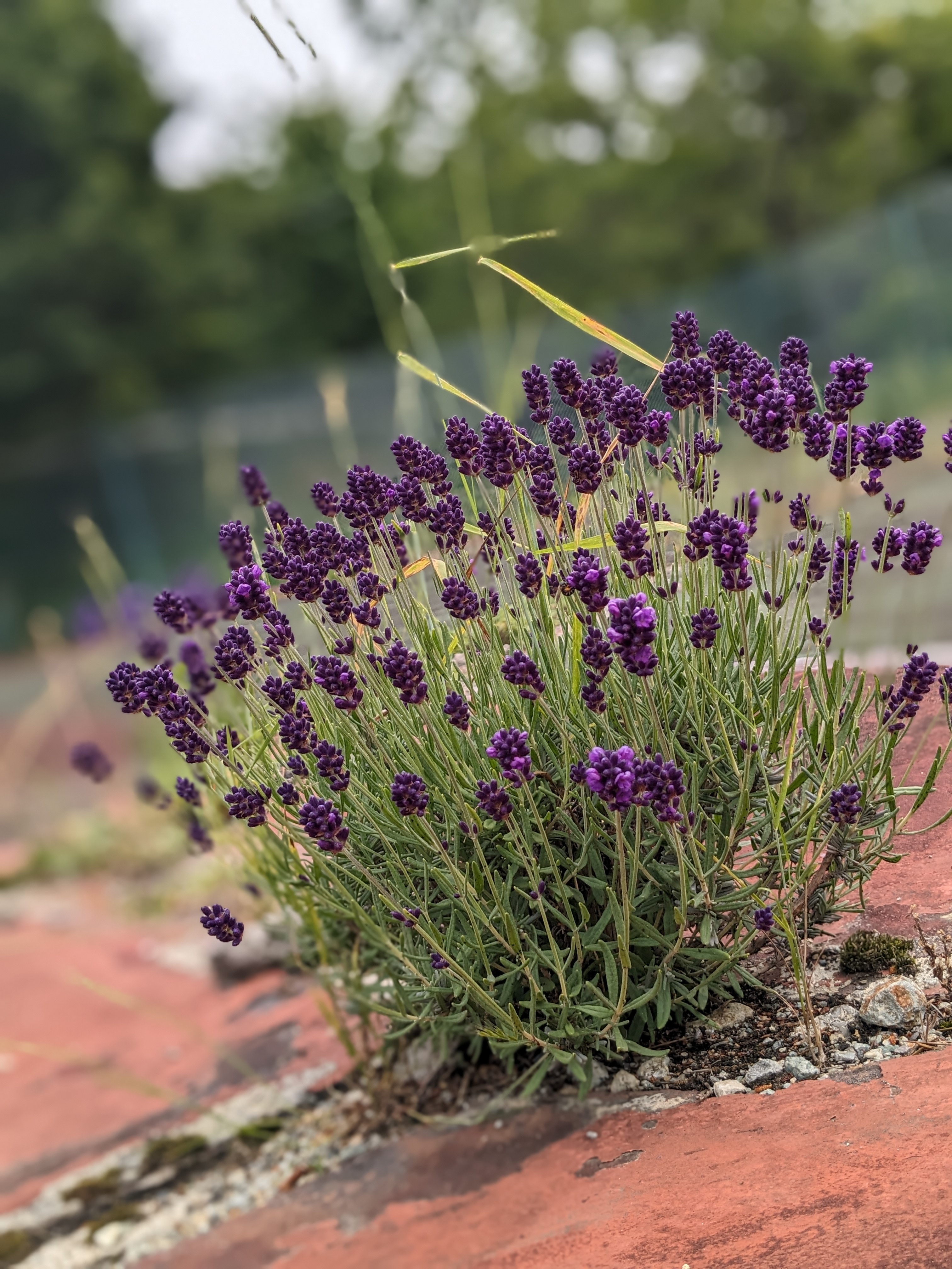 クレールのハーブ