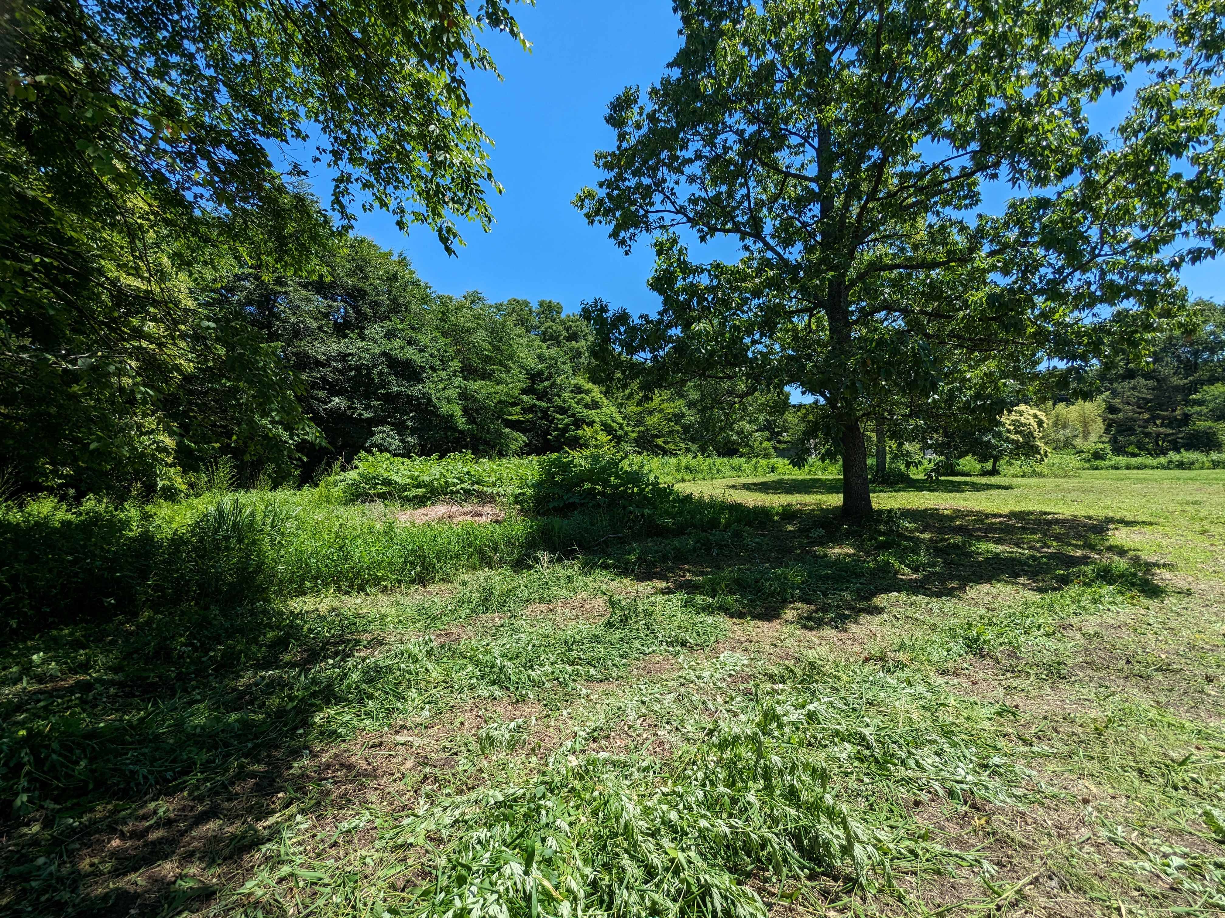 クレール草原では