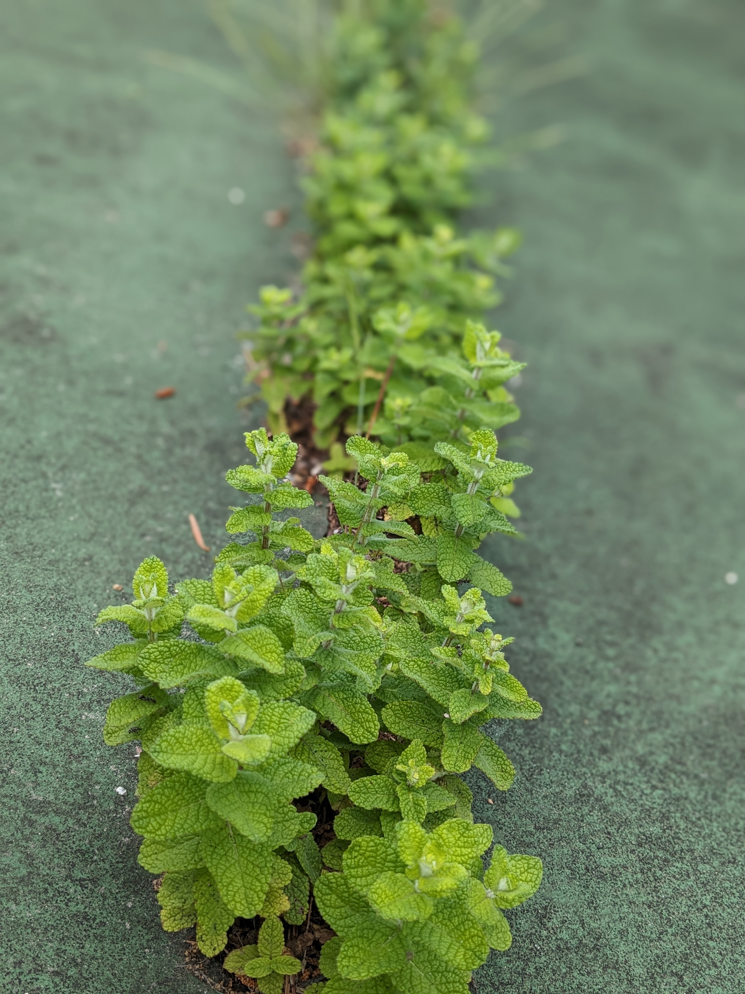 敷地内のハーブたち　アップルミント
