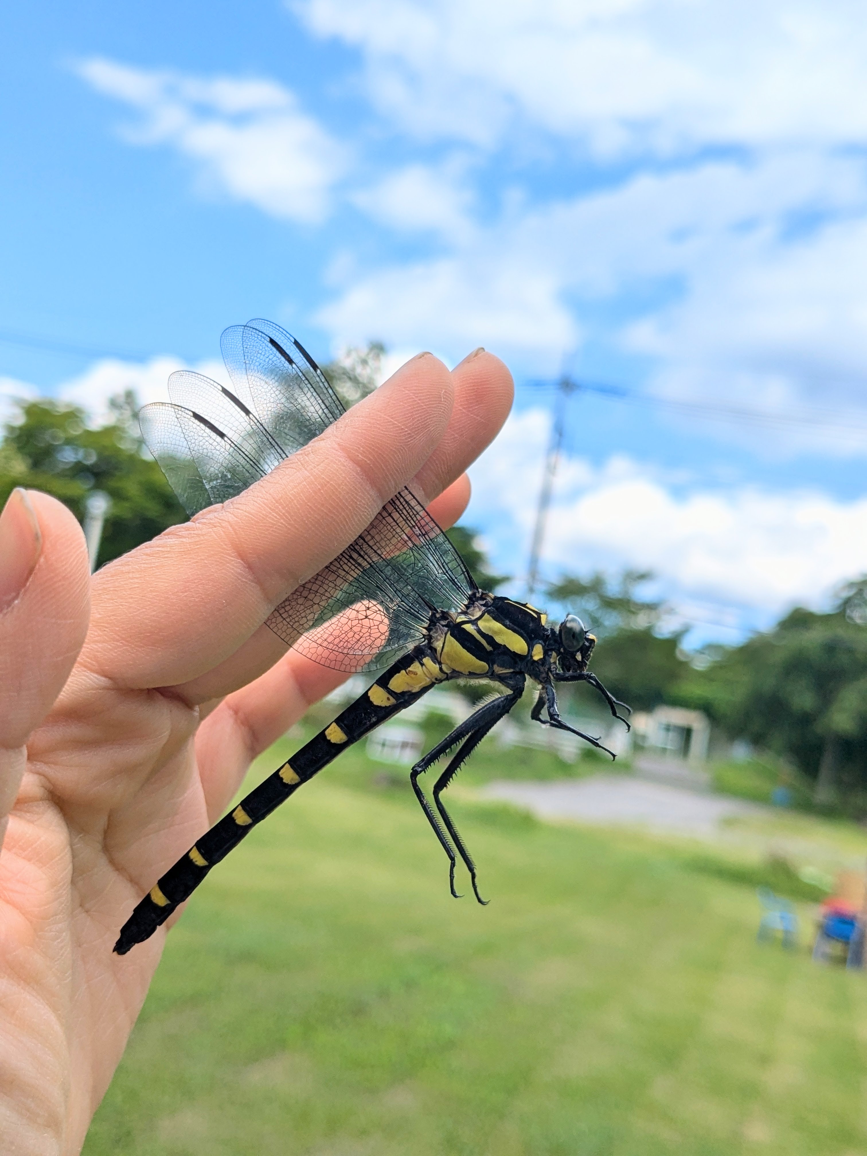 オニヤンマも取れるよ！