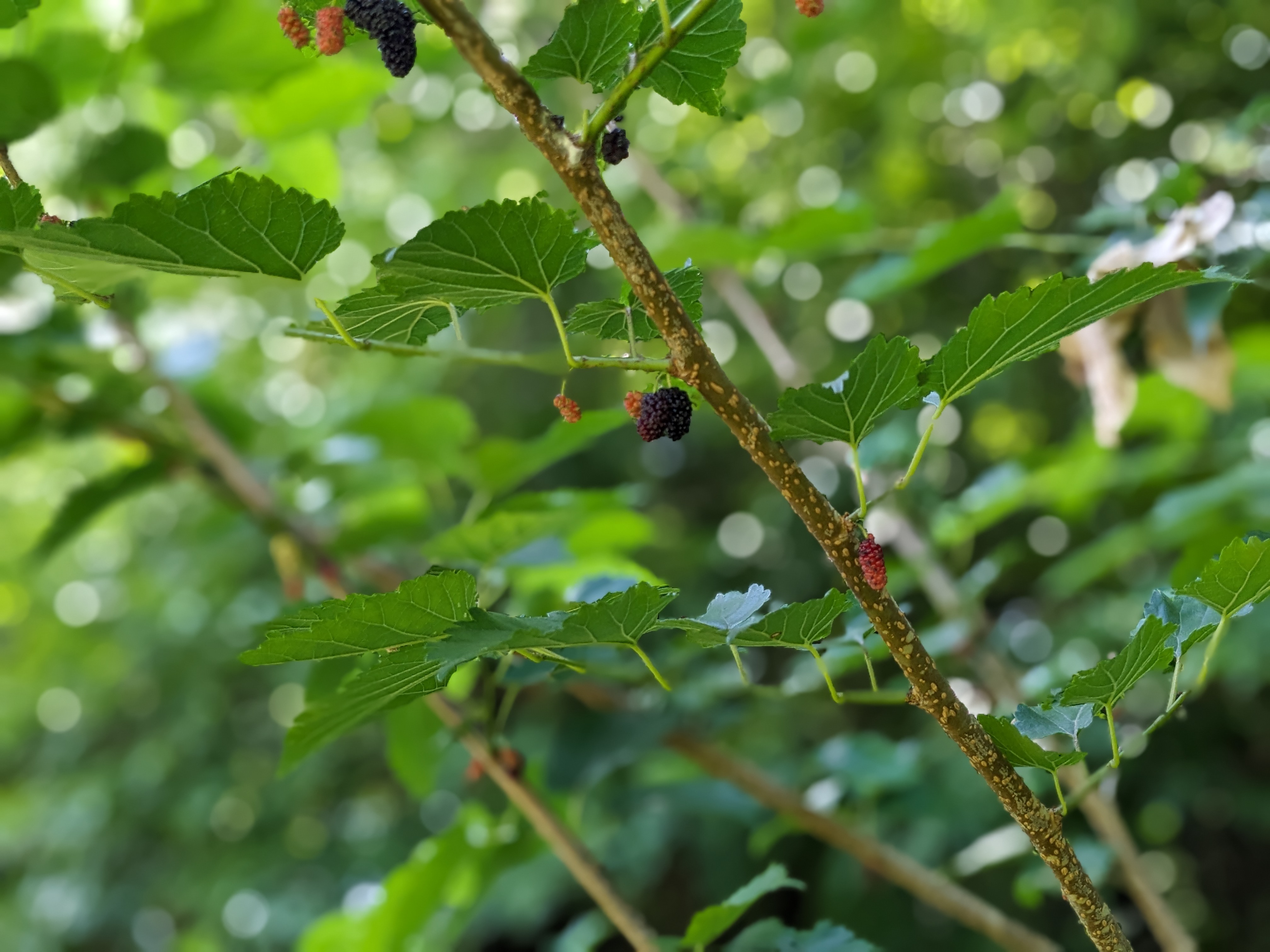敷地内の桑の実