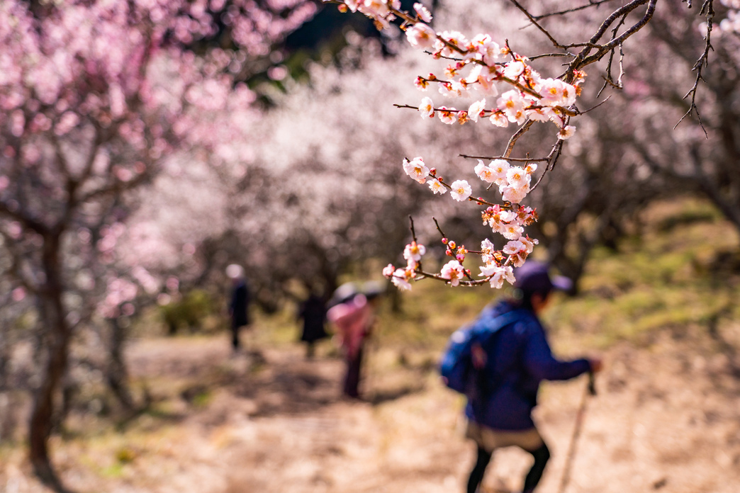 【湯河原梅林・梅の宴満喫プラン】湯河原温泉☆4000本の梅咲き乱れる絶景！3大特典付き♪