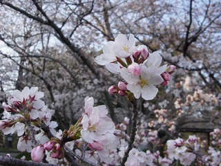 桜爛漫