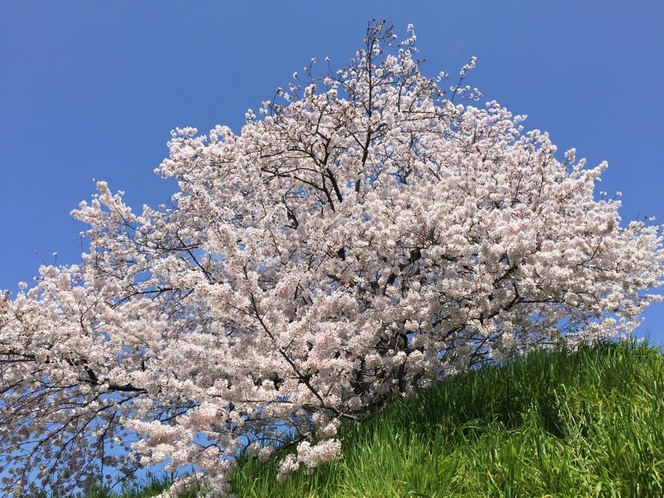 満開の桜Ⅱ