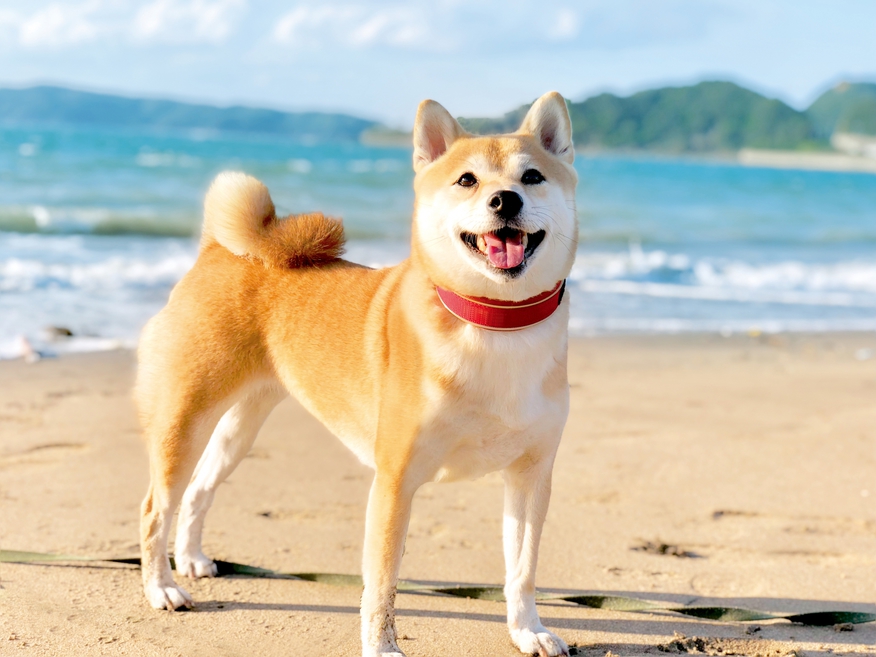 【お刺身多め おてごろプラン】南三陸へ気軽にご宿泊♪◆現金払のみ◆【ペット同伴OK】