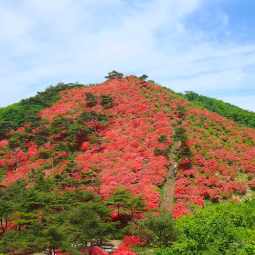 【徳仙丈山】徳仙丈山の山ツツジ、実際の景色は圧巻です、山が真っ赤に燃えています
