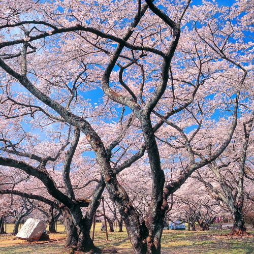 【榴岡公園】当ホテルから徒歩５分♪春は桜の名所としても有名です。お花見にぜひどうぞ！！