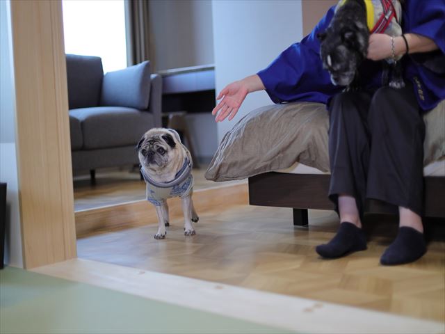 ワンコとお泊り