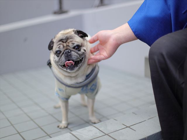 ワンコ専用足湯