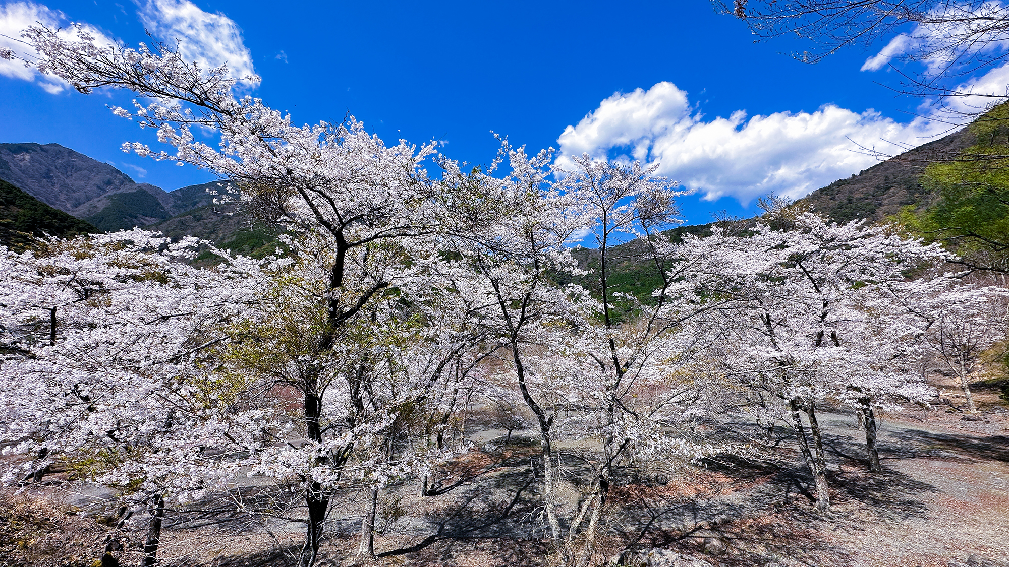 【コンヤの里・桜公園】当館から徒歩約10分・春は桜・秋は紅葉と四季の移ろいを楽しめます。