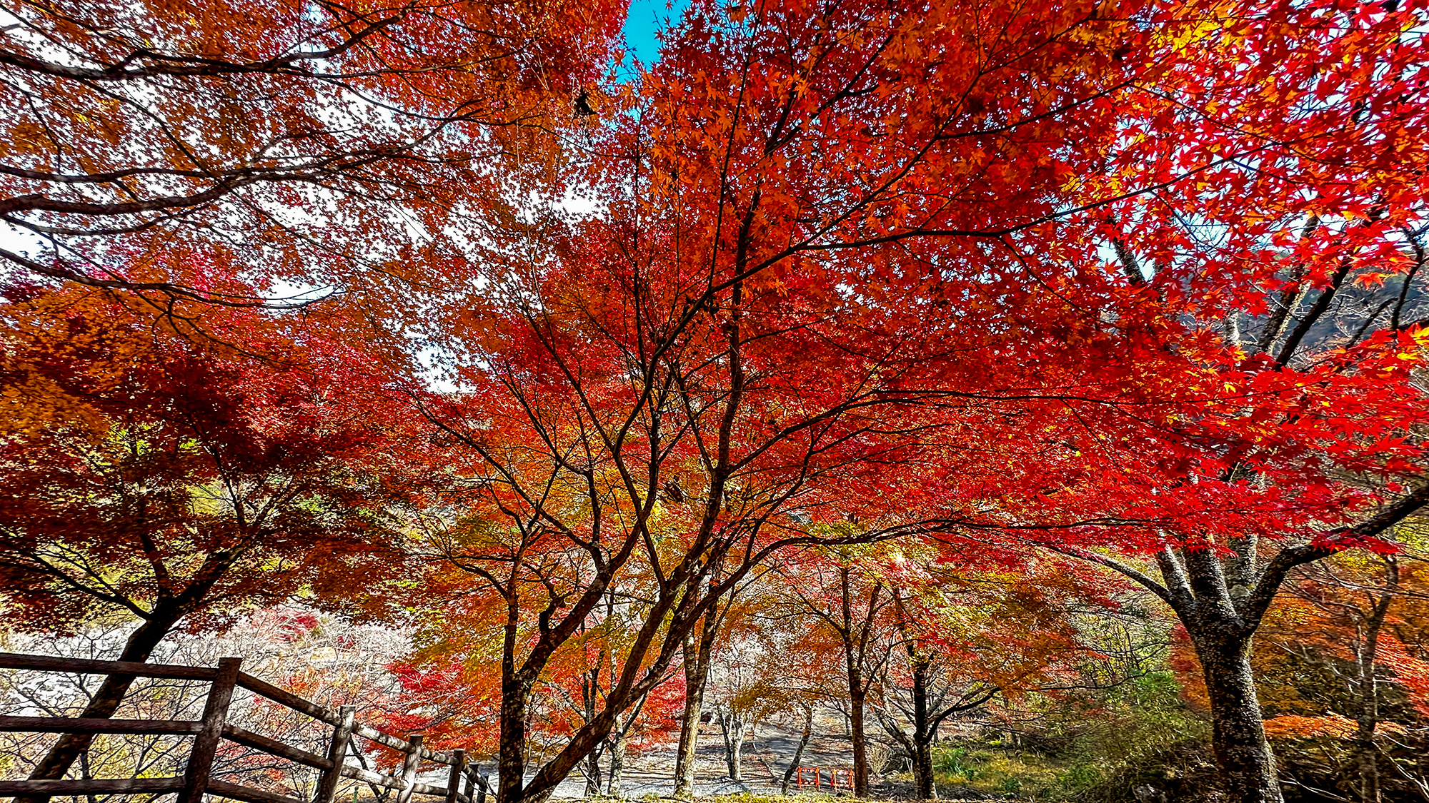 【コンヤの里・桜公園】当館から徒歩約10分・春は桜・秋は紅葉と四季の移ろいを楽しめます。