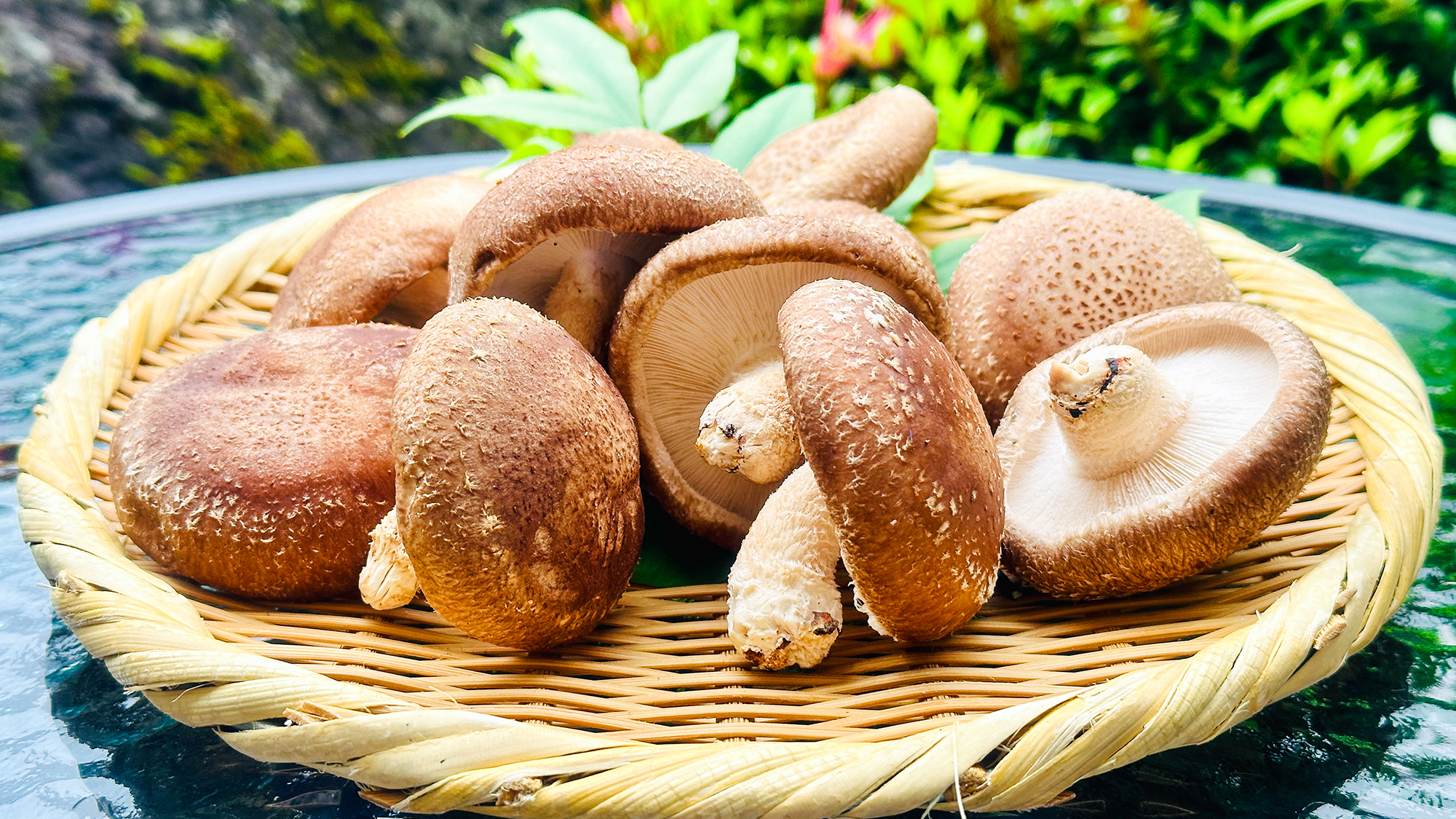 【食材・原木椎茸】梅ヶ島で獲れたヌギの木のみを原木とした香り高い椎茸。※近隣で椎茸狩り体験もできます