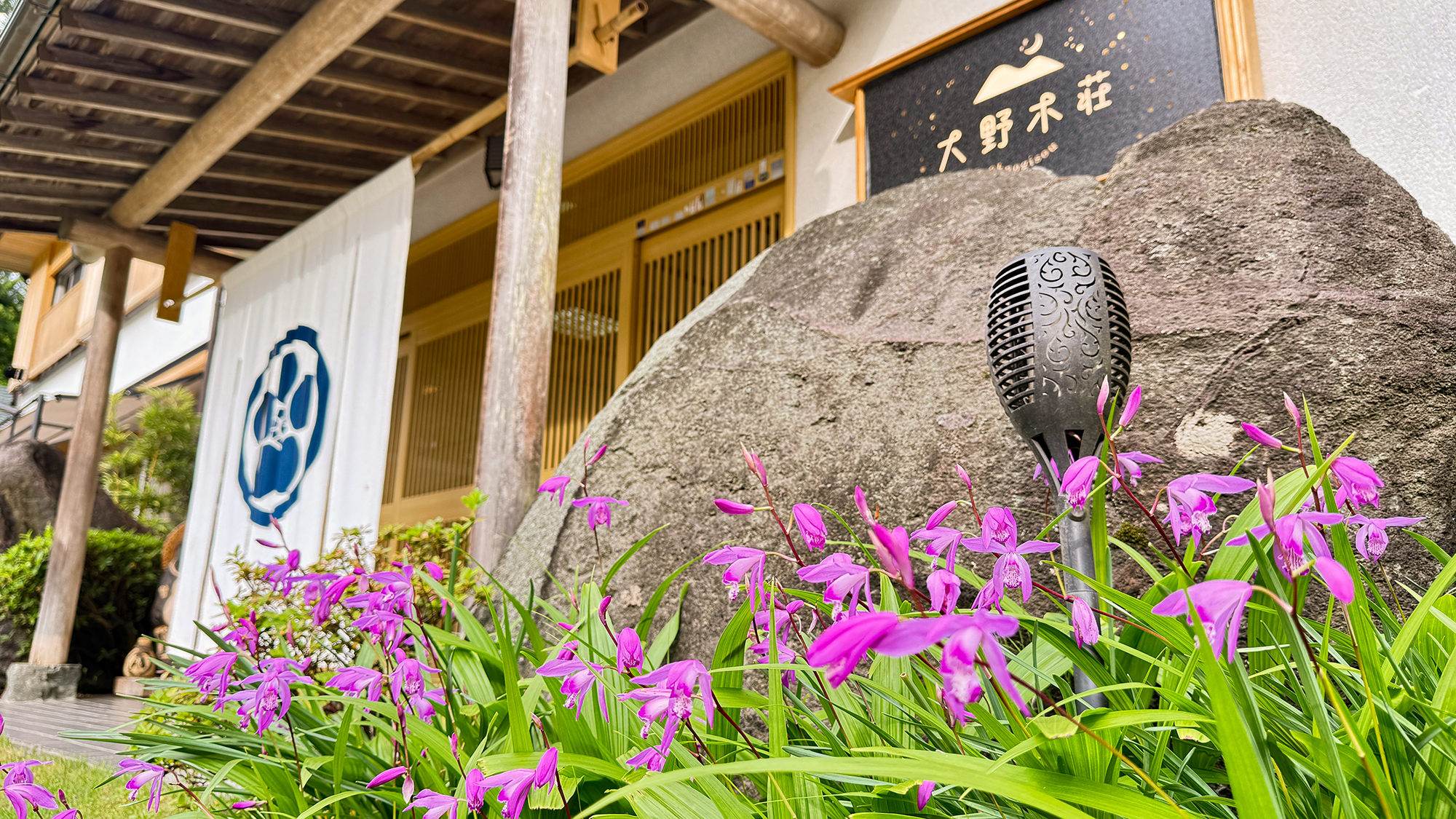 【シラン（紫蘭）】5月〜6月頃・初夏のエントランスを彩る多年草です。