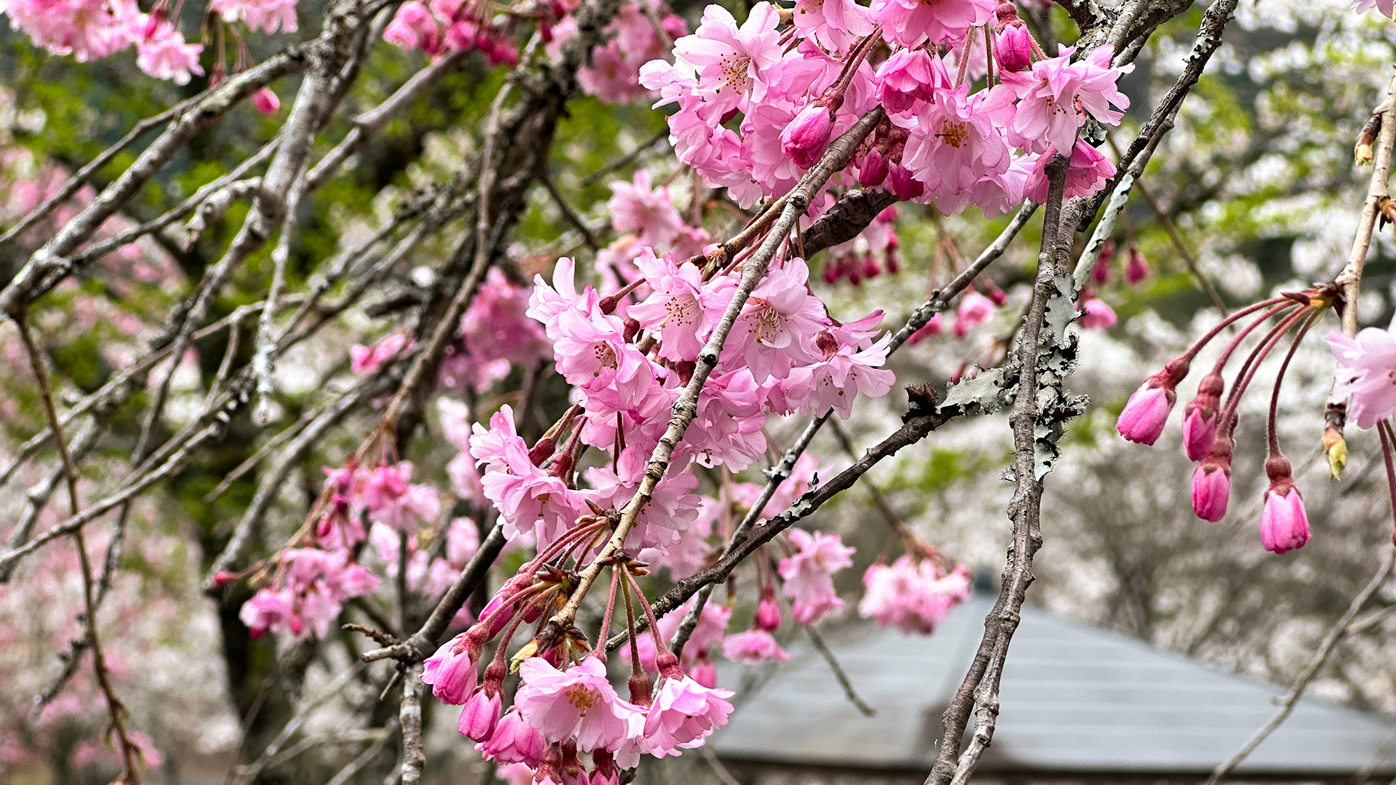 【山桜】4月上旬頃・ソメイヨシノよりやや早いか同時期に見ごろを迎えます。
