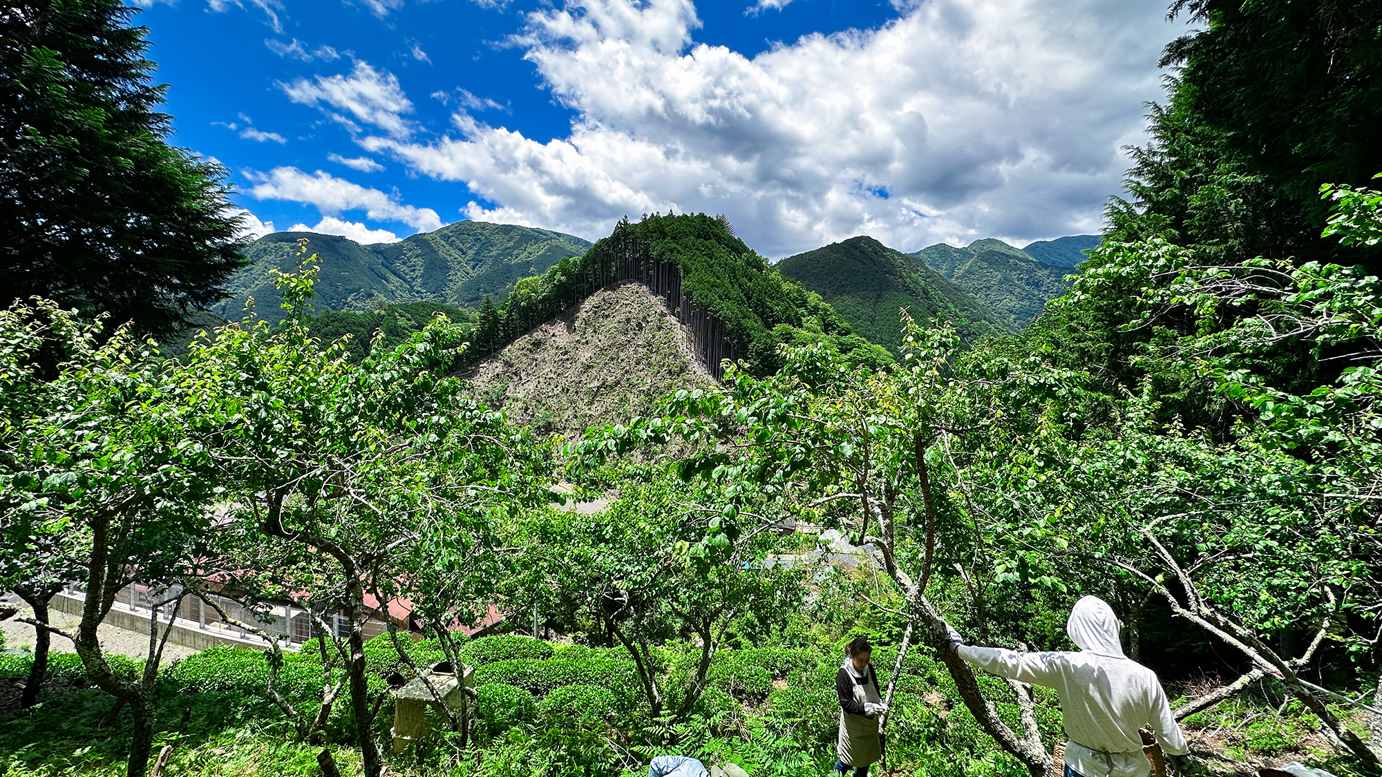 【自家菜園】梅やお茶などお料理で提供している食材を作っております。獲れたてをどうぞ！