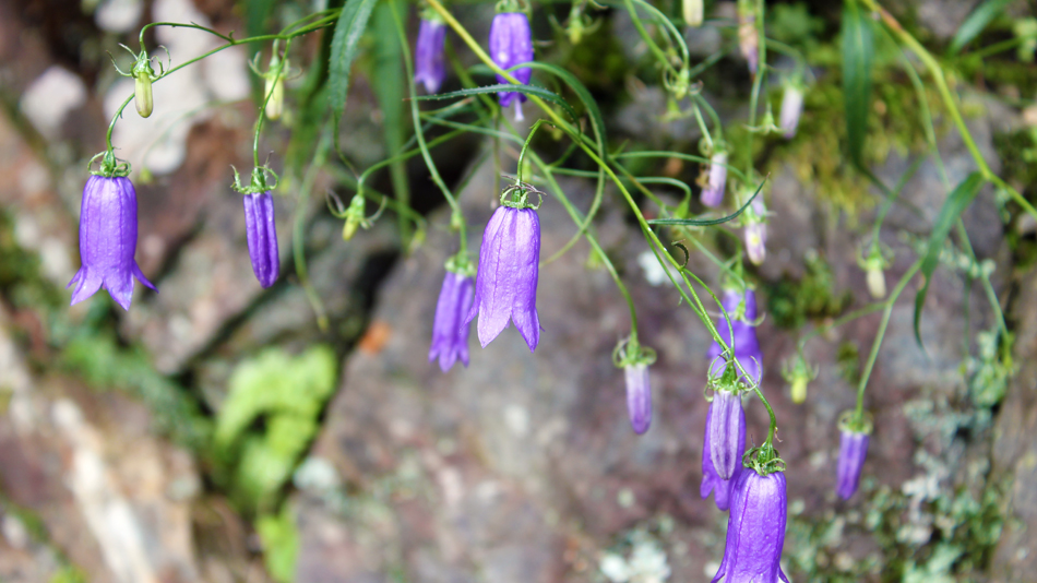 岩紗参の花