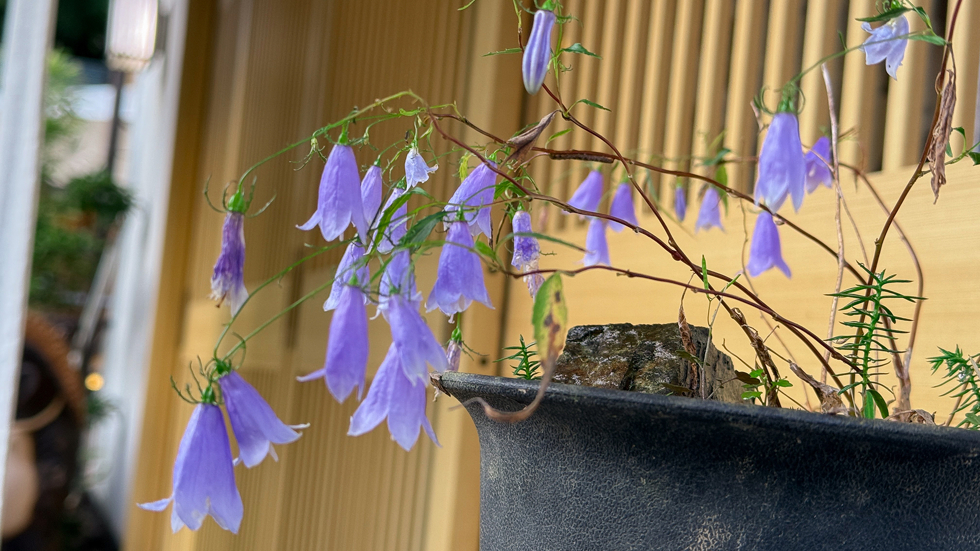 【岩しゃじん】9月中旬～10月初旬が見ごろ・お部屋の名前にもなっている秋の訪れ告げるお花です。