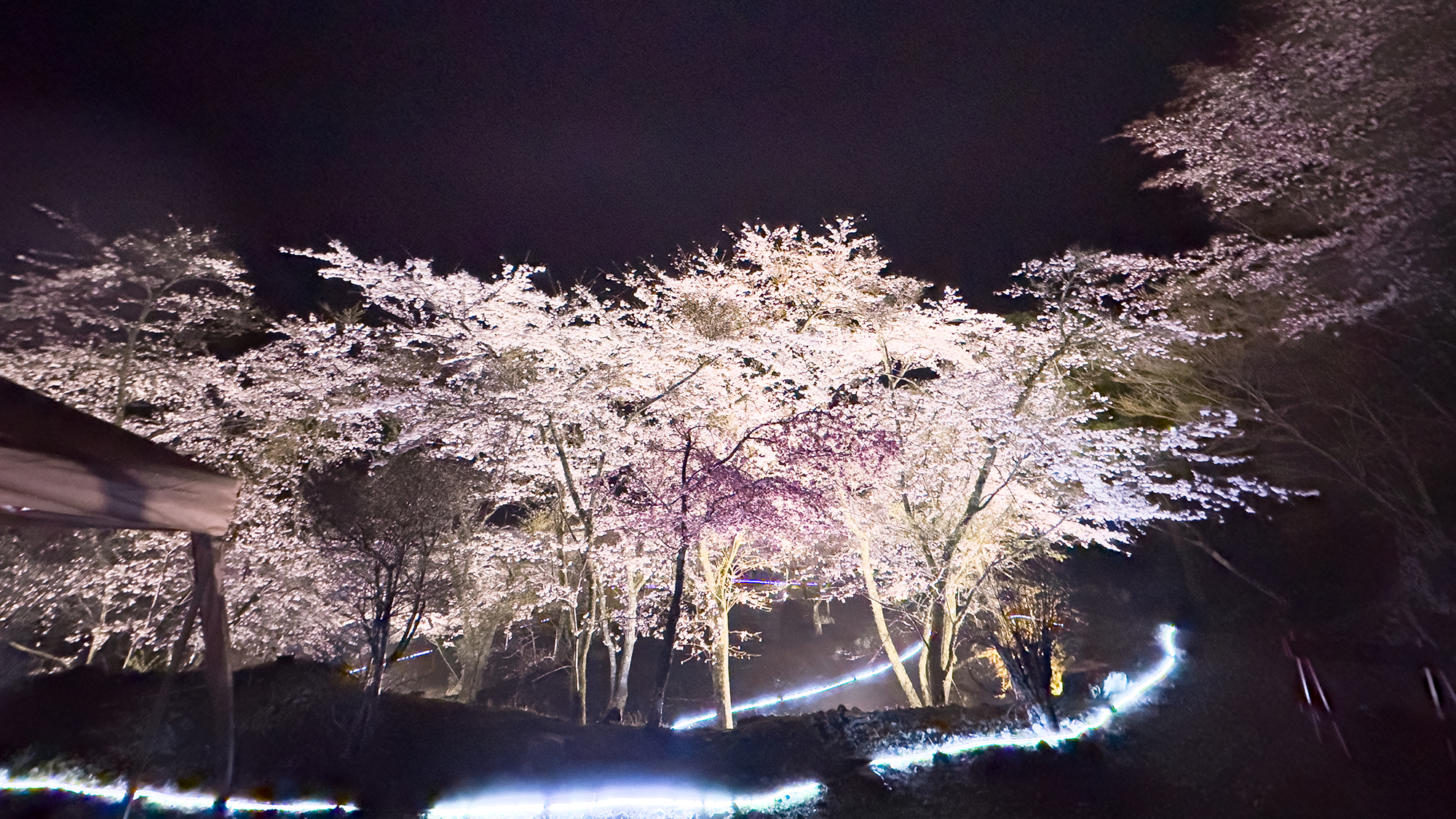 【コンヤの里・桜公園】当館から徒歩約10分・桜の季節は夜間ライトアップも行います。