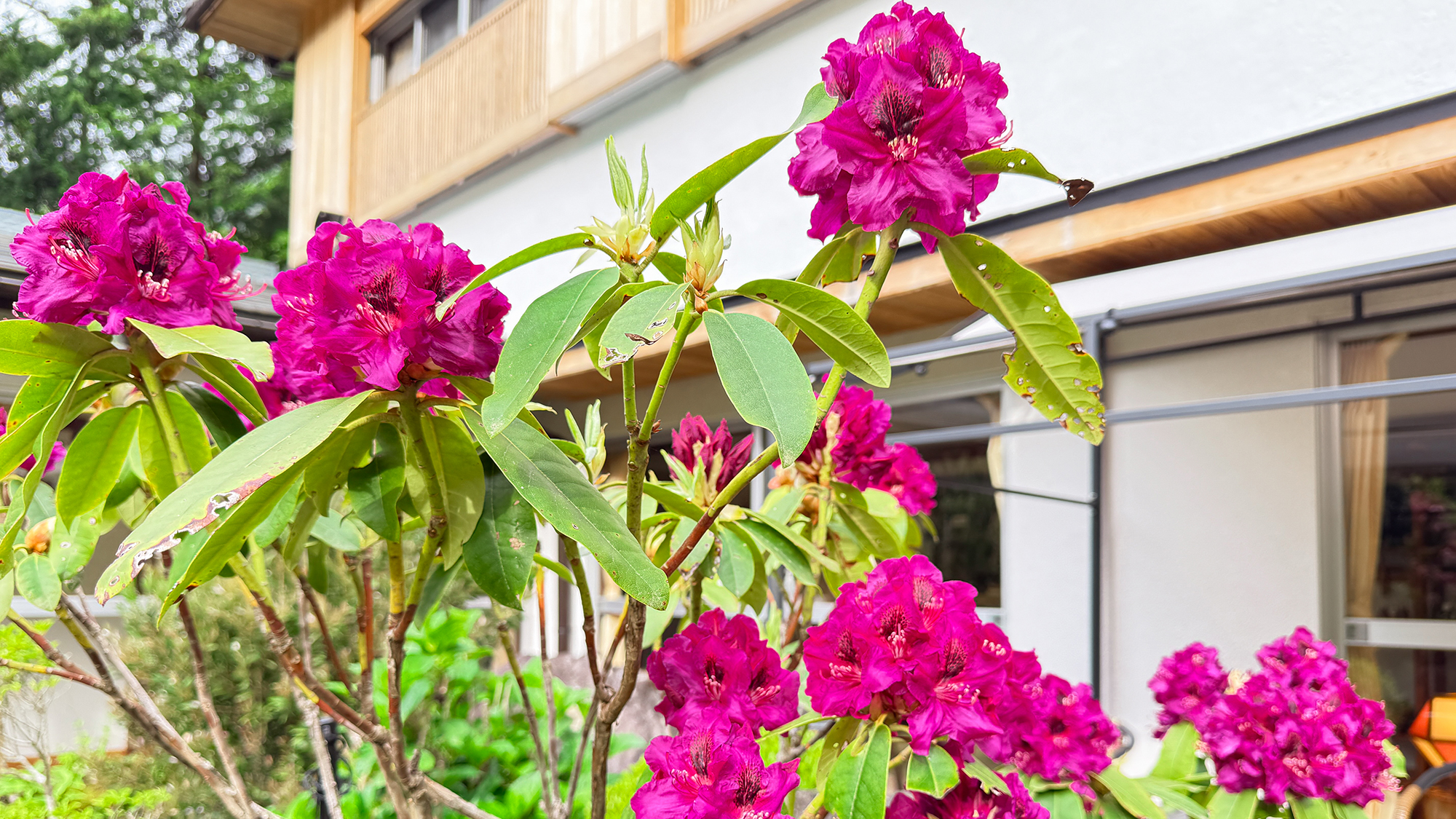 【しゃくなげ（石楠花）】5月中～6月上旬・初夏の終わり頃に見ごろを迎える彩鮮やかな花です。