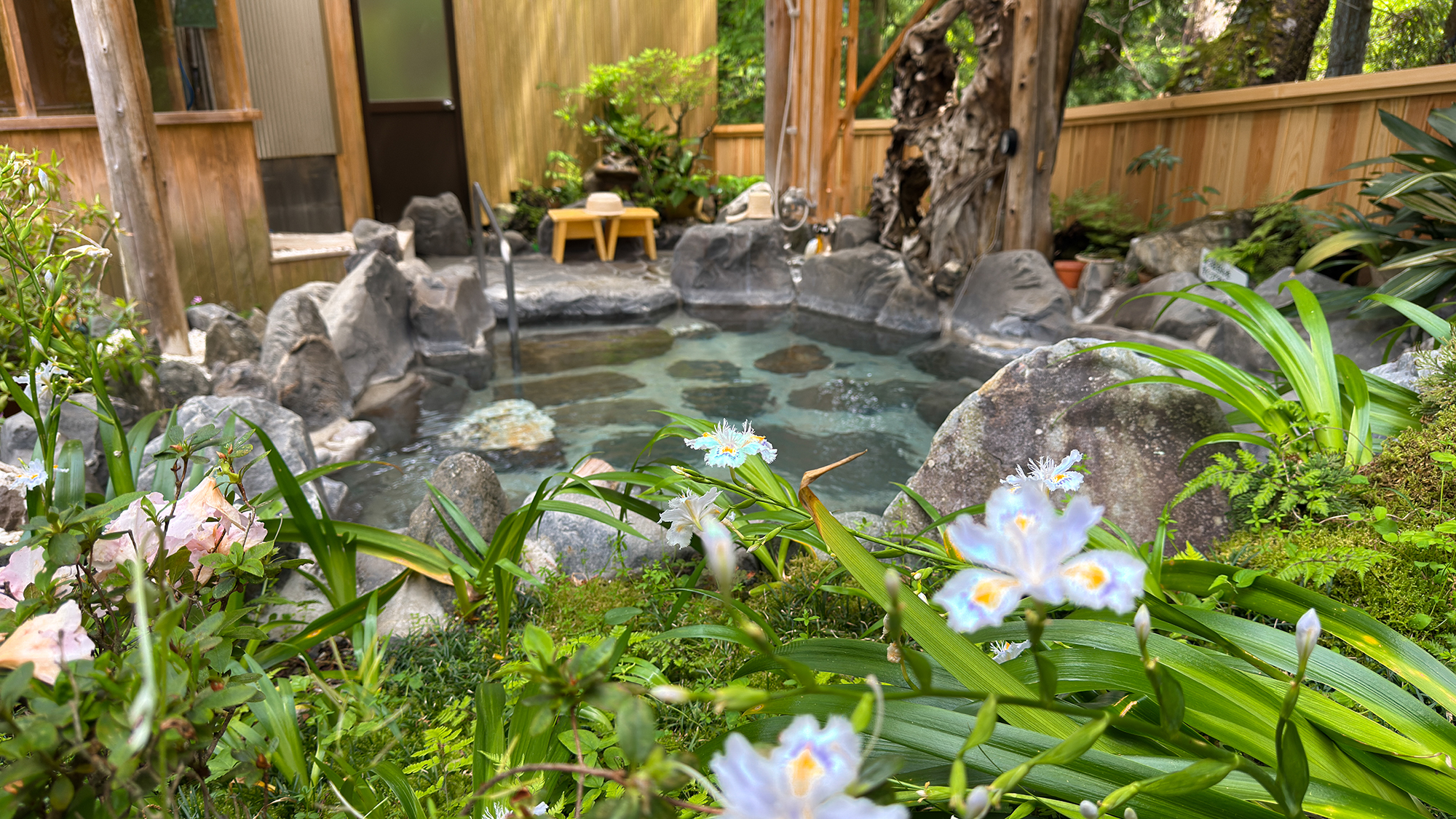 【露天風呂　花の湯】美しいシャガ（著莪）の花4月中旬〜5月初を楽しめます。