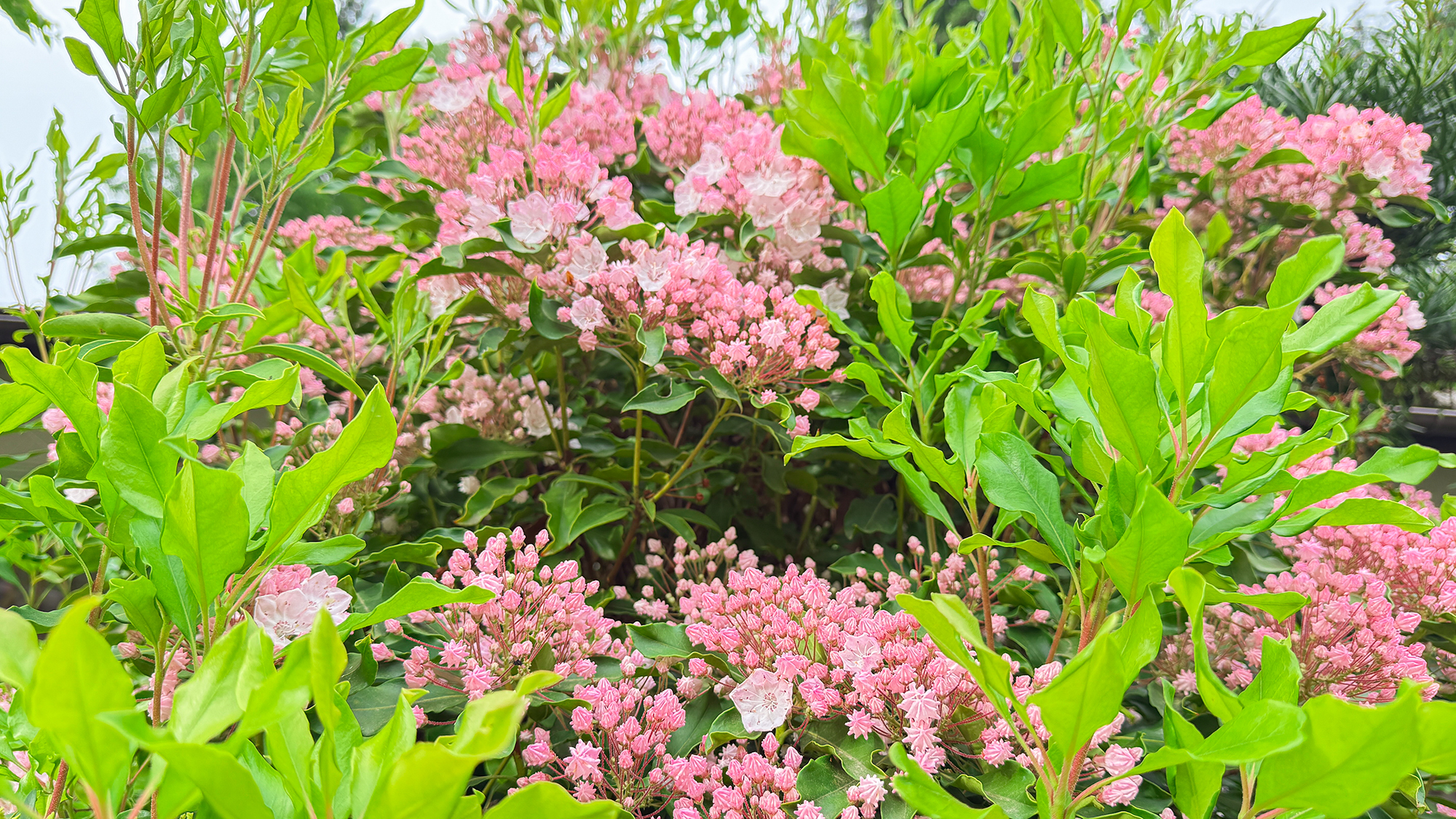 【カルミア】5月上旬～中旬頃・鮮やかな桃色の花は新緑とのコントラストにとても映えます。