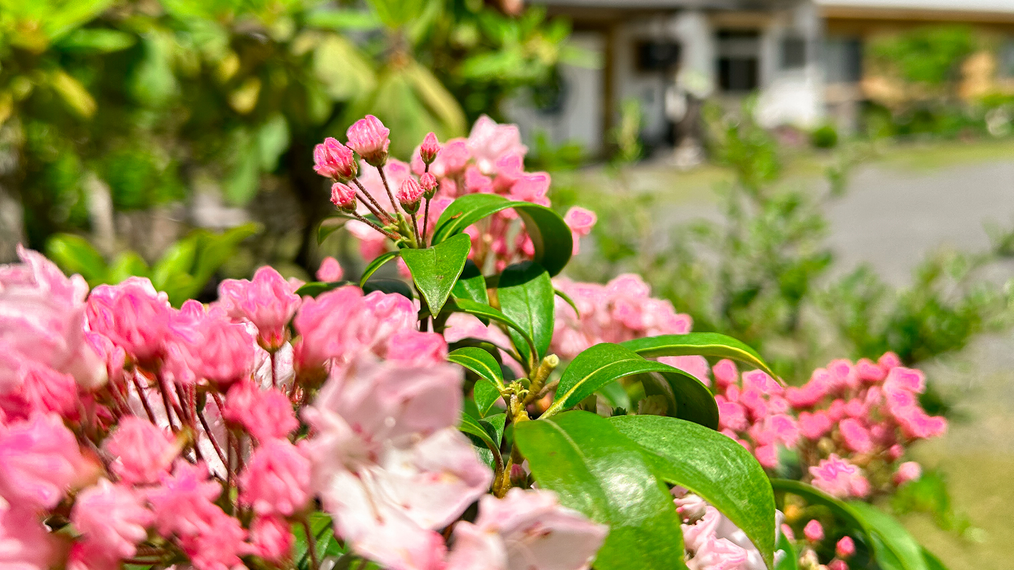 【カルミア】5月上旬～中旬頃・鮮やかな桃色の花は新緑とのコントラストにとても映えます。