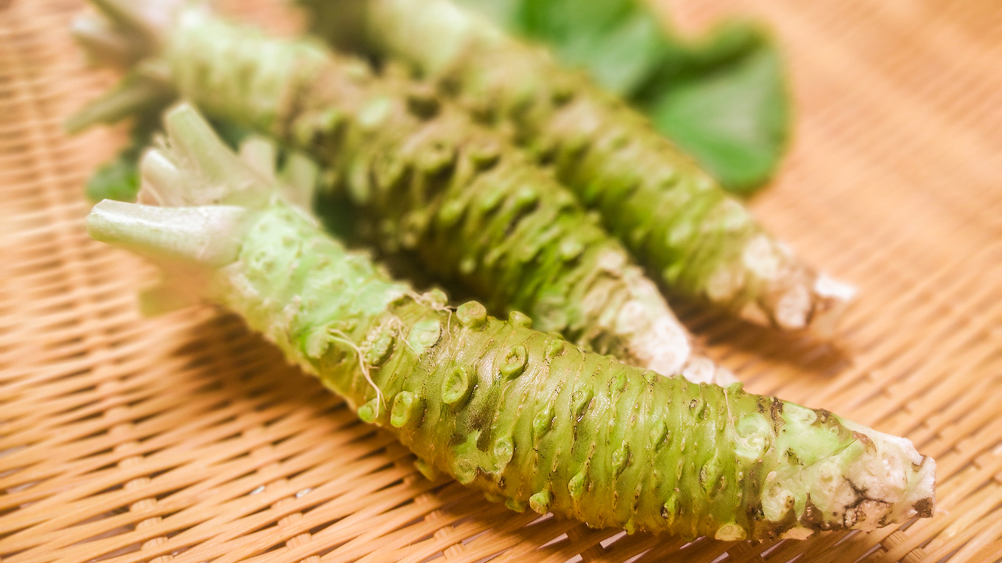 【梅ヶ島の山葵】本わさび発祥の地奥駿河の、徳川家康にも愛されたわさびをお1人1本ずつご用意♪